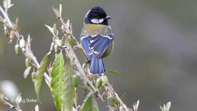 Mésange montagnarde - ML201837911