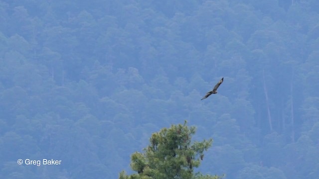 ヒマラヤノスリ - ML201837931