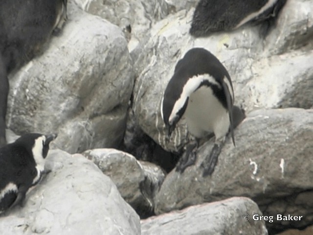 Pingüino de El Cabo - ML201838011