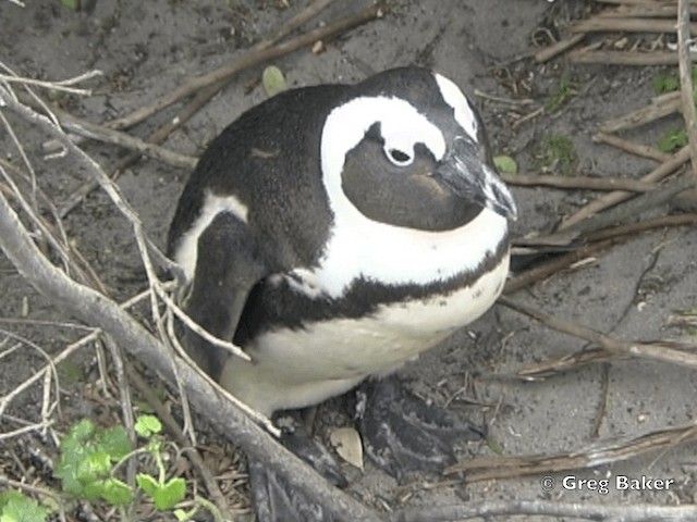 Pingüino de El Cabo - ML201838021