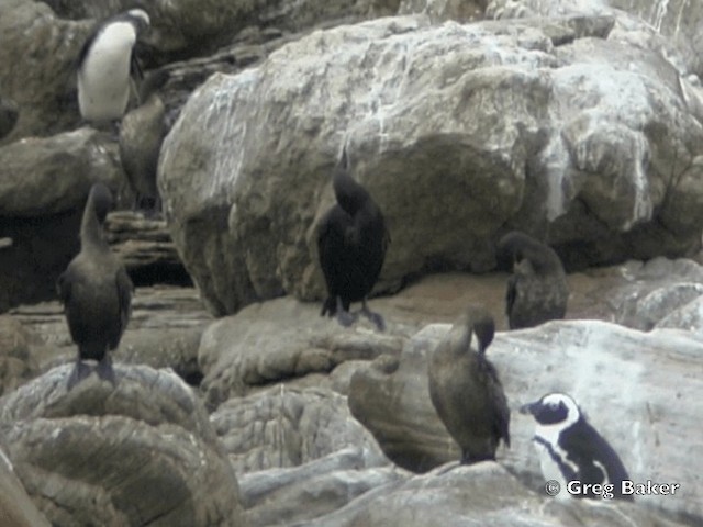 Cormorán de Bajío - ML201838031