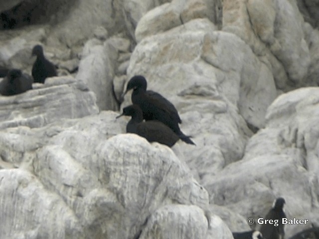 Cormoran des bancs - ML201838041