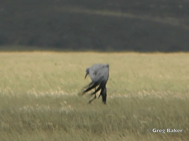 Grue de paradis - ML201838061