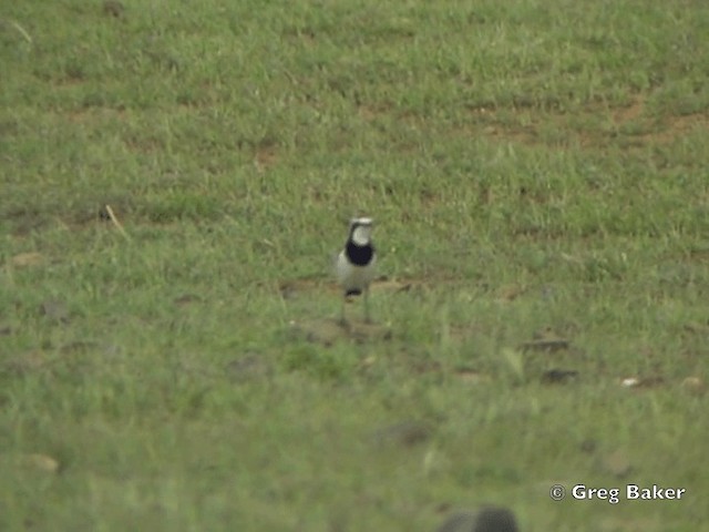 Capped Wheatear - ML201838071