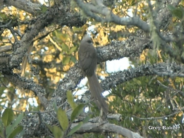 Braunflügel-Mausvogel - ML201838121