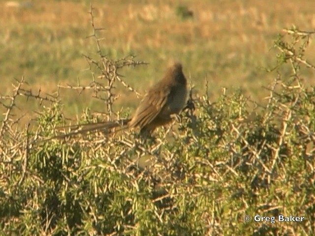 Braunflügel-Mausvogel - ML201838131