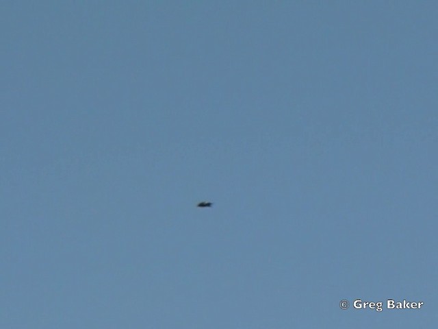Horus Swift (White-rumped) - ML201838141