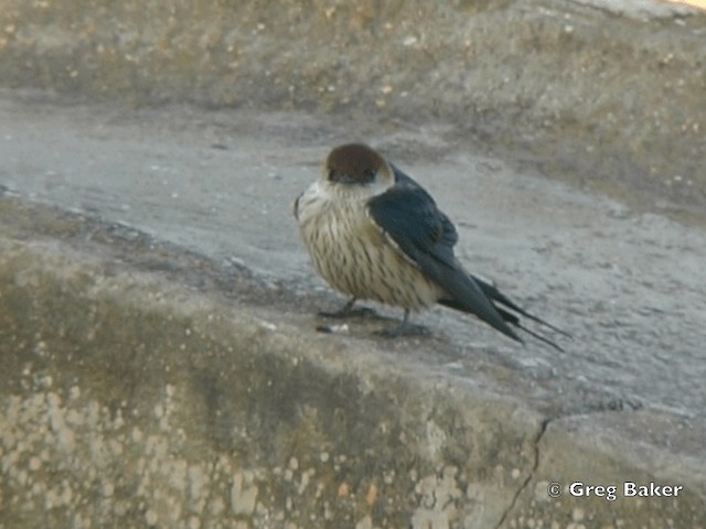 Golondrina Cabecirrufa - ML201838161