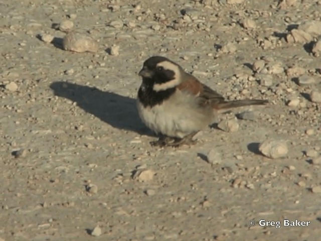 Cape Sparrow - ML201838181