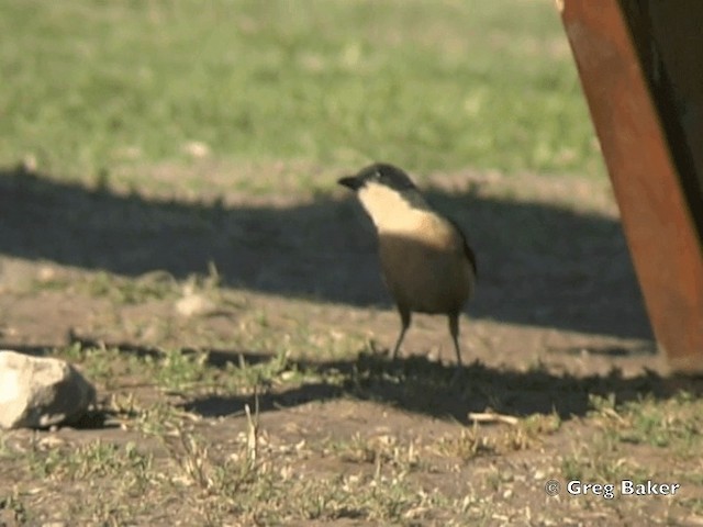 Southern Boubou - ML201838221