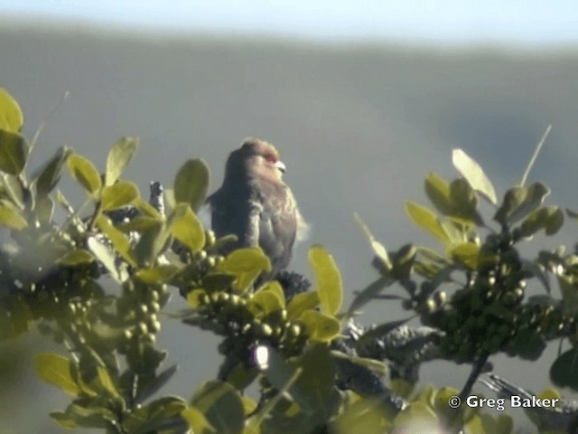 Pájaro Ratón Carirrojo - ML201838231