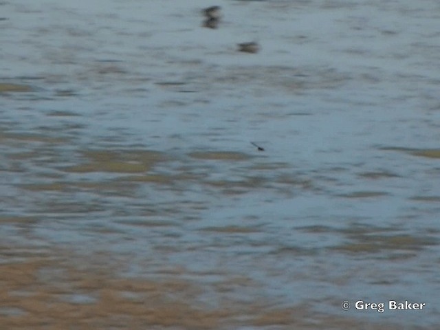 Vencejo de El Cabo (grupo barbatus) - ML201838251