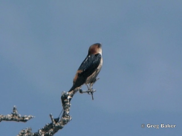 Greater Striped Swallow - ML201838271