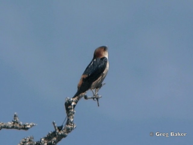 Golondrina Cabecirrufa - ML201838271