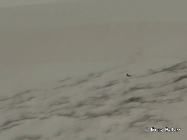 Weißbrauen-Uferschwalbe - ML201838281