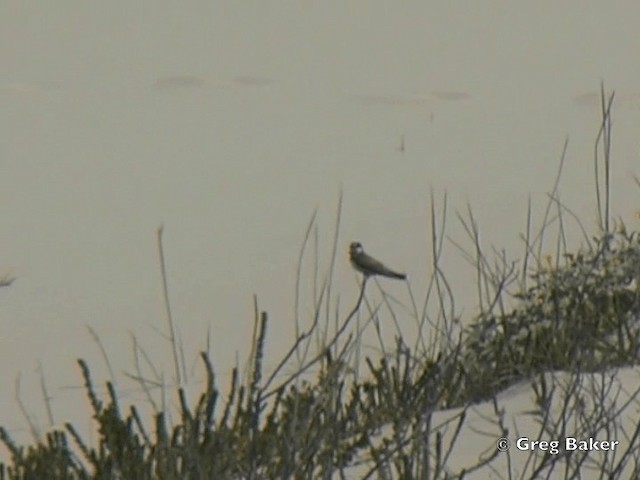 Banded Martin - ML201838291