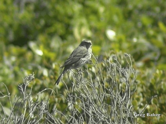 Serin de Sainte-Hélène - ML201838301