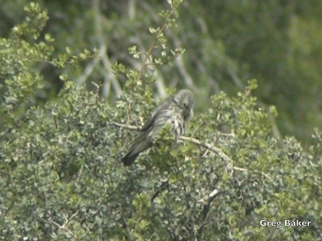 Wattled Starling - ML201838311