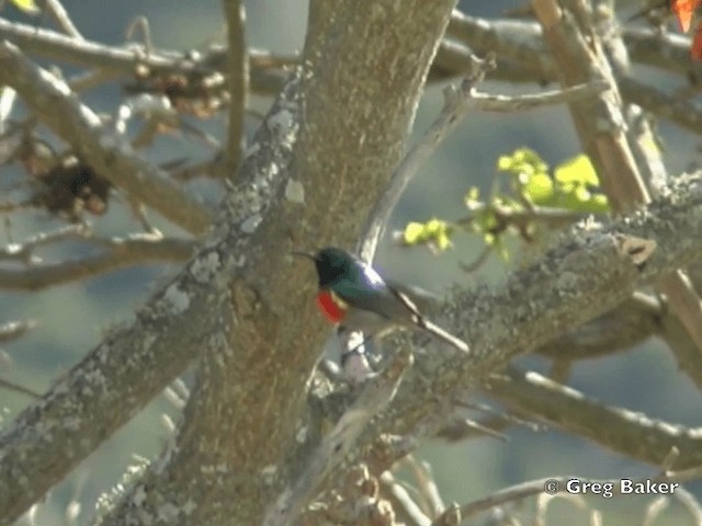 Greater Double-collared Sunbird - ML201838321