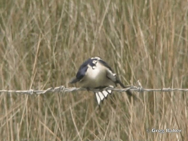 Golondrina Gorjiblanca - ML201838351