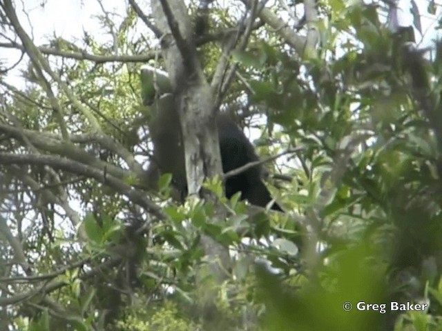 Knysna Turaco (Southern) - ML201838391