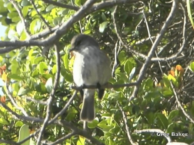 African Dusky Flycatcher - ML201838411