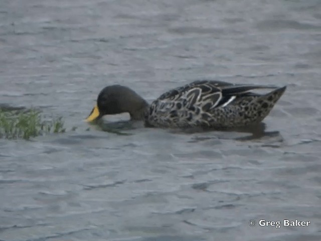 Yellow-billed Duck - ML201838431