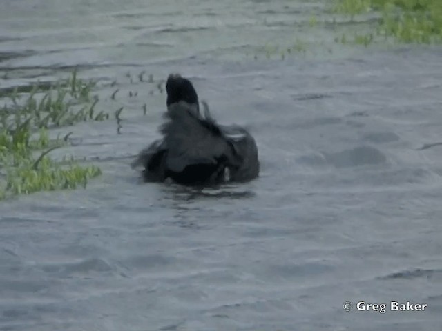 Red-knobbed Coot - ML201838441