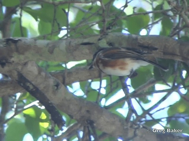 Капский батис (capensis) - ML201838481