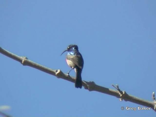 Greater Double-collared Sunbird - ML201838521