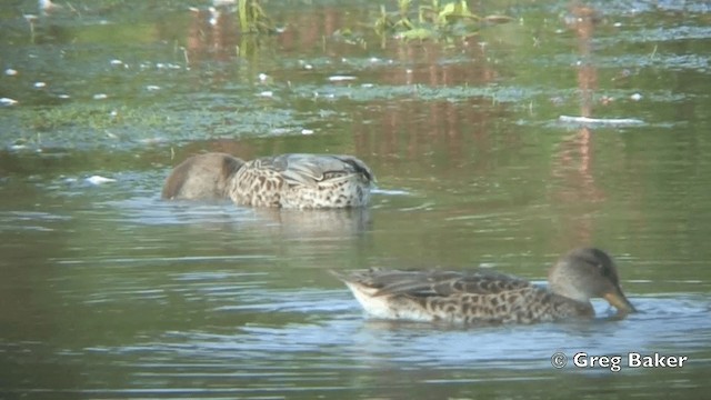 Zertzeta arrunta (eurasiarra) - ML201838531