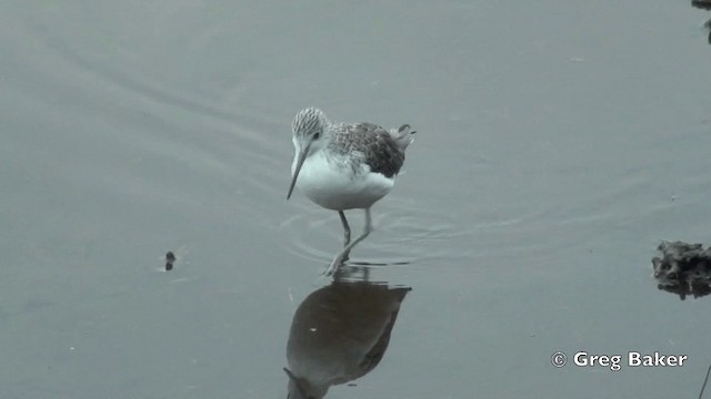 Common Greenshank - ML201838561