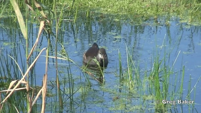 Eurasian Moorhen - ML201838631