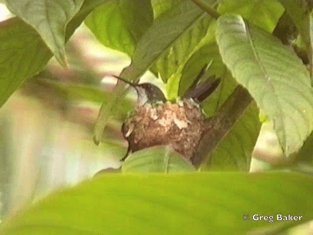 kolibřík portorický - ML201838651