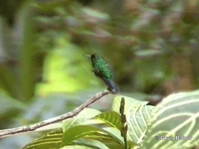 Зеленогрудый колибри - ML201838661