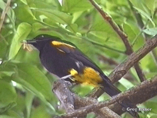 Puerto Rican Oriole - ML201838671