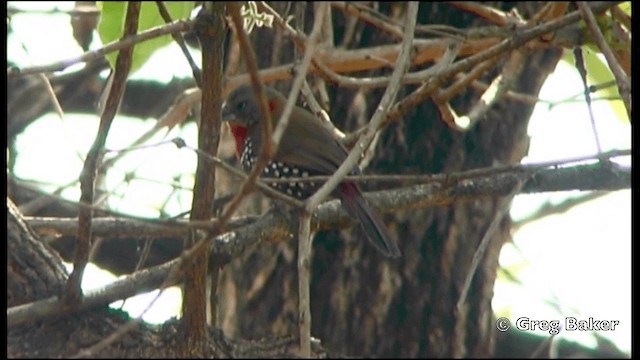 Red-throated Twinspot - ML201838701