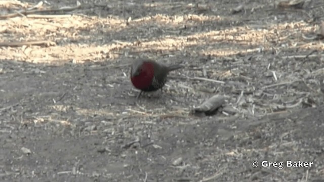 Red-throated Twinspot - ML201838711