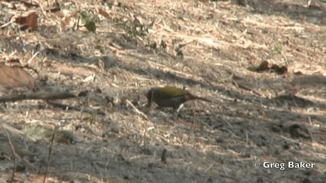 Green-winged Pytilia - ML201838721