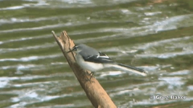 Mountain Wagtail - ML201838731