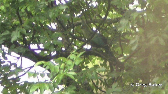 Schalow's Turaco - ML201838741