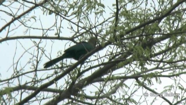 Turaco de Schalow - ML201838751