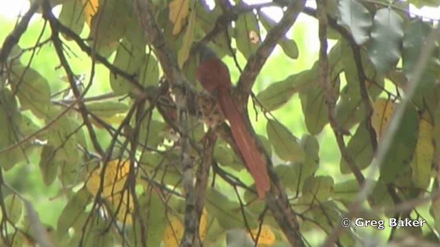 African Paradise-Flycatcher - ML201838771