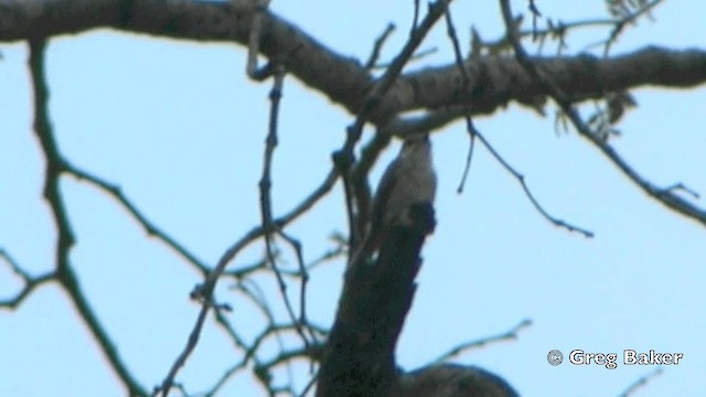 Ashy Flycatcher - ML201838781