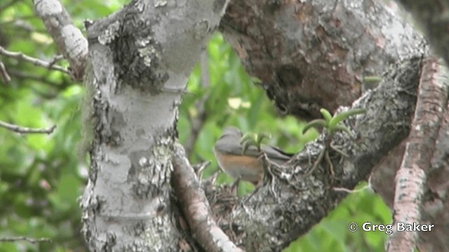 Kurrichane Thrush - ML201838801