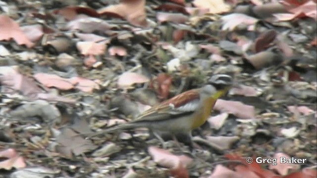 Golden-breasted Bunting - ML201838811