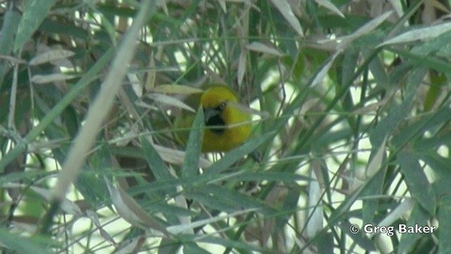 Spectacled Weaver (Black-throated) - ML201838821