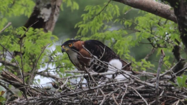 アカエリクマタカ - ML201838851