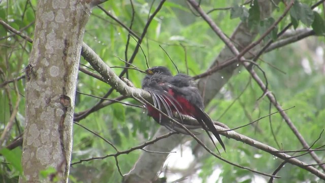 Black-tailed Trogon (Black-tailed) - ML201838861