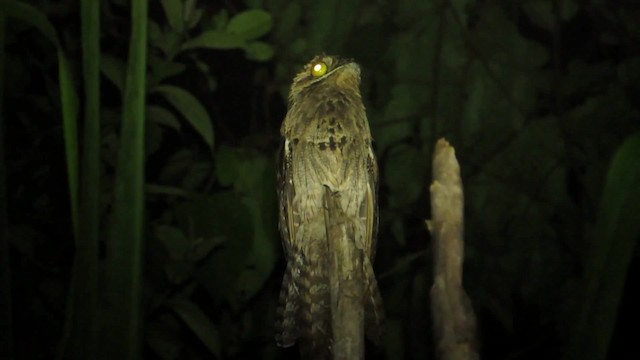 Common Potoo - ML201838871